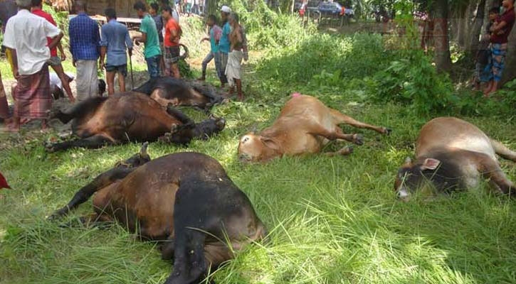 অজ্ঞাত রোগে ১৭ গরুর মৃত্যু