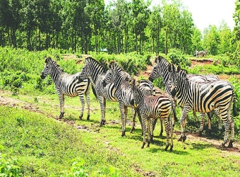 তদন্ত হবে সাফারি পার্কে ৯ জেব্রার মৃত্যুর 