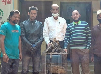 অবমুক্ত করা হলো বিরল প্রজাতির প্রাণী গন্ধগোকুল