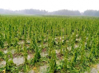 শিলাবৃষ্টিতে চুয়াডাঙ্গায় ফসলের ব্যাপক ক্ষতি