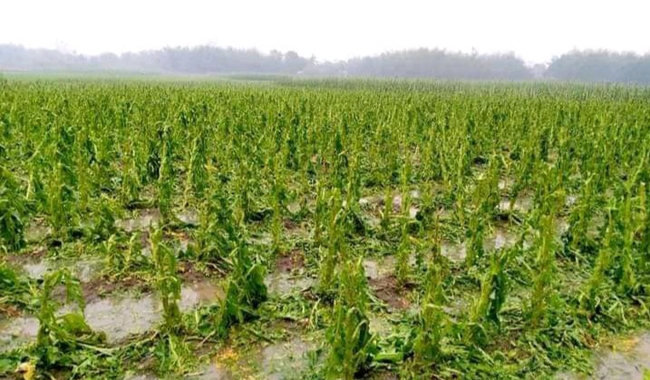 শিলাবৃষ্টিতে চুয়াডাঙ্গায় ফসলের ব্যাপক ক্ষতি
