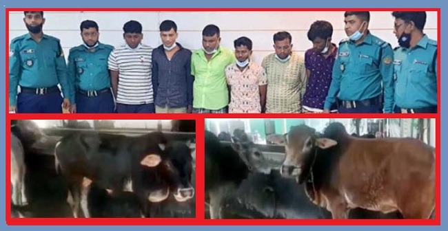 চুরি করা গরু দিয়ে ডেইরী ফার্ম, ৪১ গরু উদ্ধার