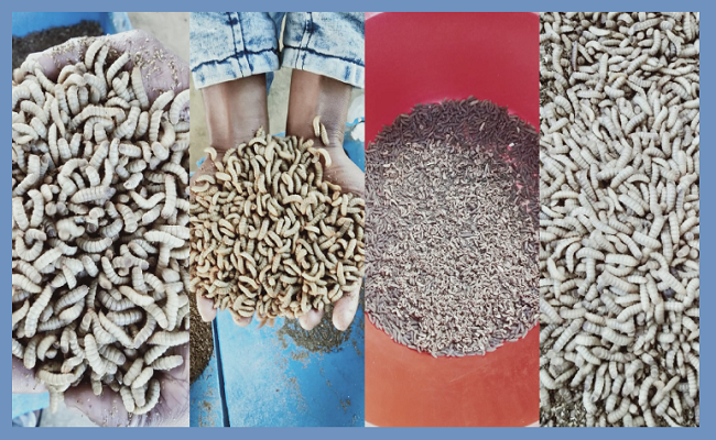 ভালুকায় বানিজ্যিক ব্ল্যাক সোলজার চাষ