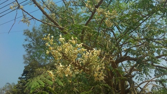 সাদা ফুলের বর্ণিল সাজে সেজেছে ভালুকার সজিনা গাছগুলো