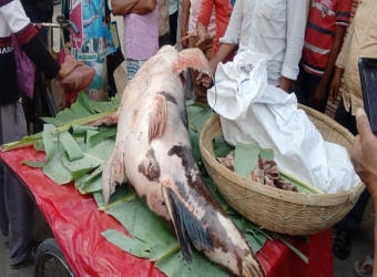 এত বড় মাছ এর আগে দেখা যায়নি