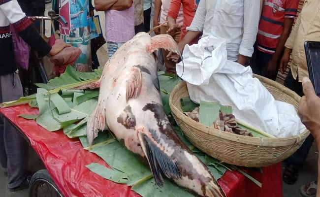 এত বড় মাছ এর আগে দেখা যায়নি