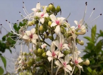 নড়াইলে পথে পথে মুগ্ধতা ছড়াচ্ছে ভাঁট ফুল