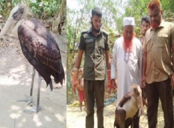 লাখাইয়ে বিপন্ন পাখি মদনটাক বনবিভাগের কাছে হস্তান্তর
