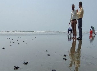 কক্সবাজার সাগরে কচ্ছপের বাচ্চা অবমুক্ত
