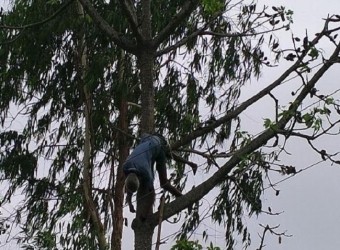 বগুড়ায় শিমুল গাছে তুলা সংগ্রহের সময় বিদ্যুৎস্পৃষ্টে বৃদ্ধের মৃত্যু