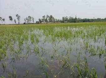 লাখাইয়ে পানির নিচে ৫০০ একর জমির ধান