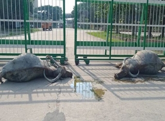 সার কারখানার পানি খেয়ে ১৩ মহিষের মৃত্যু