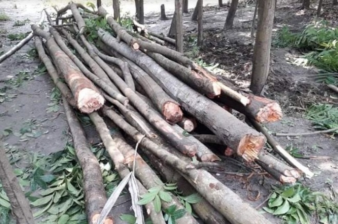 রাতের অন্ধকারে অর্ধশতাধিক মেহগনি গাছ কাটার অভিযোগ