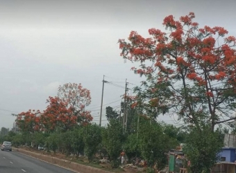 মহাসড়কে চোখের প্রশান্তি কৃষ্ণচূড়া