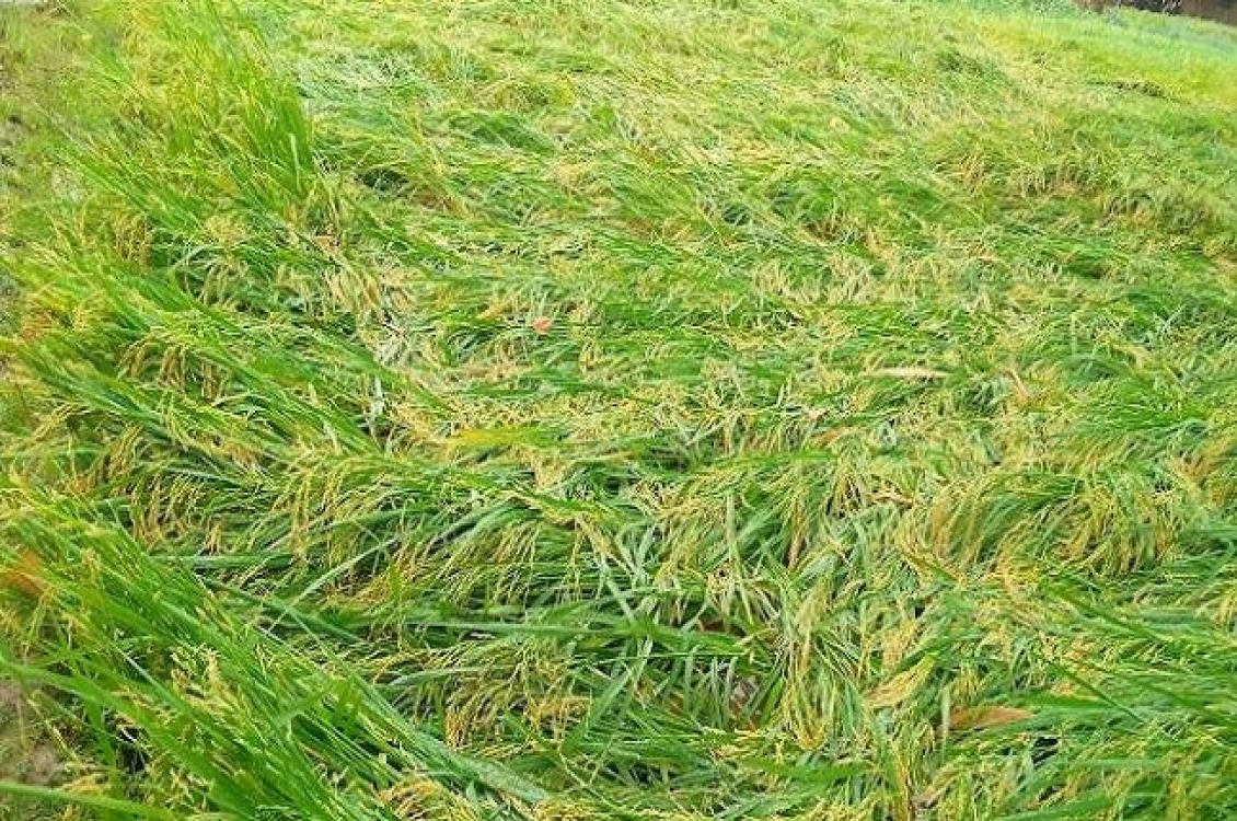 শ্রমিকের মজুরি বেশি ফলন কম, দিশেহারা চাষীরা