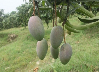 নওগাঁয় দেড় হাজার কোটি টাকার আম উৎপাদন সম্ভাবনা  