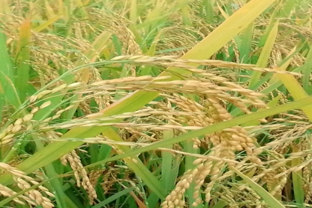 হারিয়ে যাচ্ছে ঐতিহ্যের বিভিন্ন প্রজাতির দেশি ধান