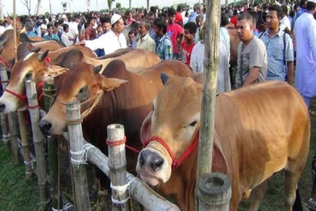 ঈদুল আজহায় হাসানপুর জমজমাট কুরবানীর পশুর হাট