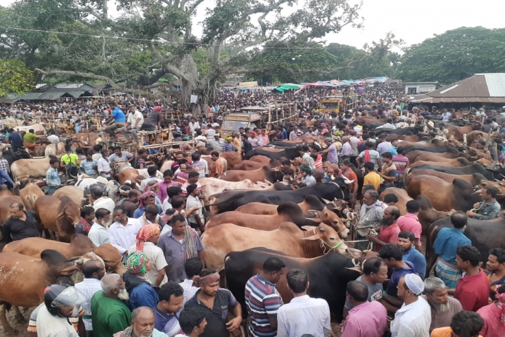 চুয়াডাঙ্গায় জমে উঠেছে কোরবানির পশুর হাট