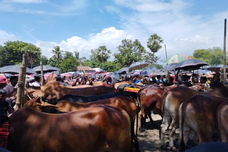 পাবনা সুজানগরে জমে উঠেছে কোরবানির পশুর হাট