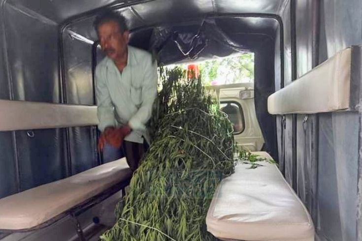 খুলনার পাইকগাছায় পানের বরজে গাঁজা চাষ গ্রেপ্তার-১