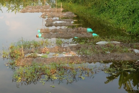 চাটমোহরে পাট জাগ দিতে পুকুর ভাড়া