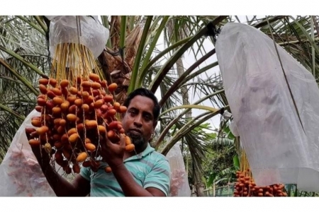 সৌদির খেজুর চাষে সফল গাজীপুরের বাদল