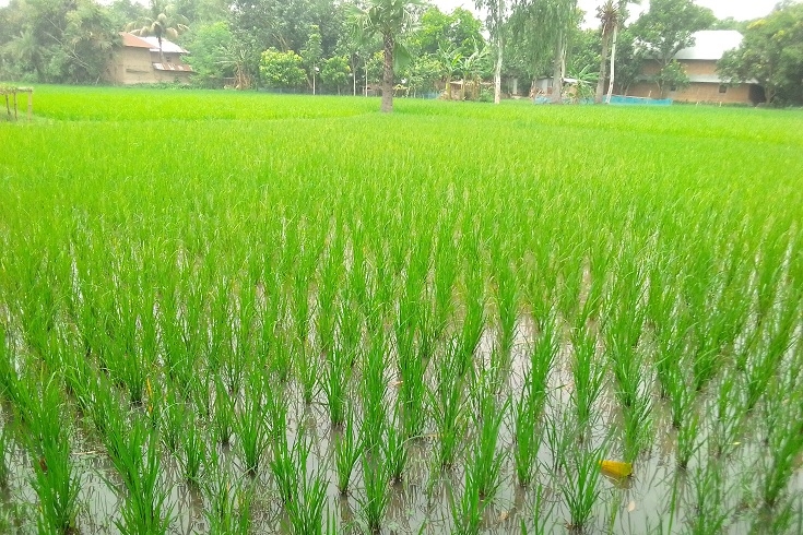 ধান উৎপাদনে খরচ বাড়বে, নিয়ামতপুরের কৃষকেরা হতাশ