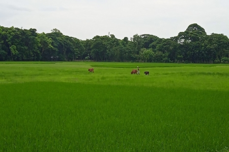 মিরসরাইয়ে কৃষি কাজে সারের দামের প্রভাব