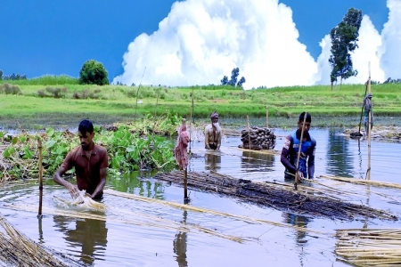 পাবনায় পাটের আঁশ ছাড়াতে ব্যস্ত কৃষক