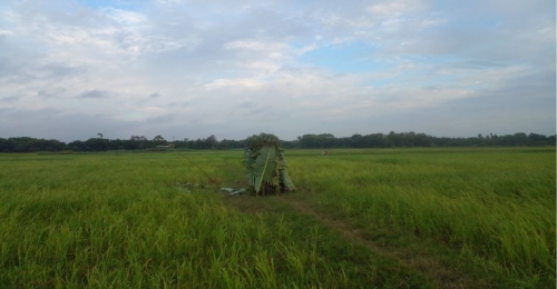 বক দিয়ে বক শিকার চাটমোহরে