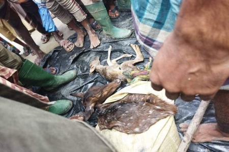 বেপরোয়া হয়ে উঠেছে সুন্দরবনের হরিণ শিকারি 
