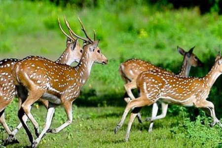  হরিণ ধরার ফঁদ সহ নৌকা আটক