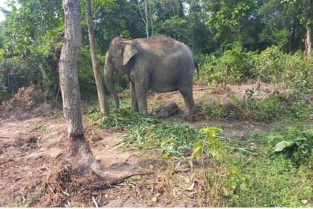 বেলকলির জীবনে এলো আনারকলি