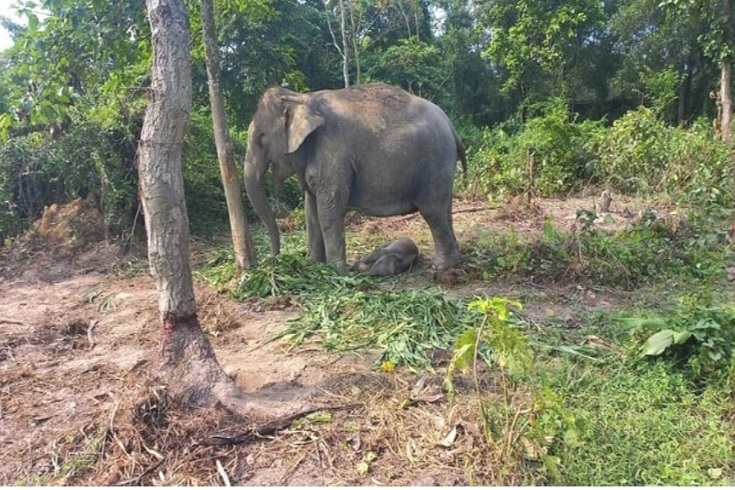 বেলকলির জীবনে এলো আনারকলি