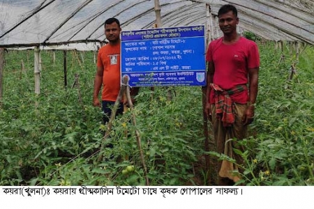গ্রীষ্মকালীন টমেটো চাষে কয়রার কৃষকরা লাভবান
