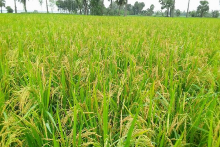 আউশের ভালো ফলনে দামে খুশি নওগাঁর চাষিরা   