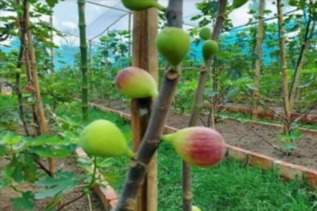শ্রীপুরে ত্বীন ফল চাষে সাধারণ মানুষ আগ্রহী হচ্ছেন 