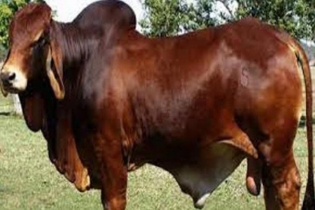মিরসরাইয়ে প্রাইভেটকারে করে গরু চুরি!