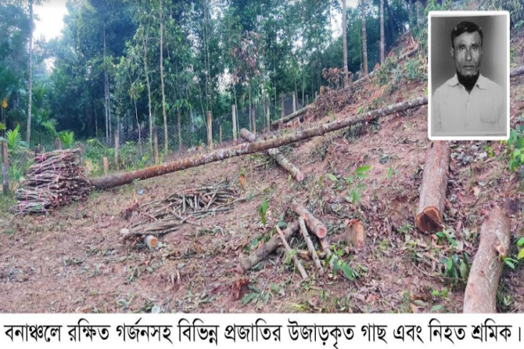 চুনতিতে রক্ষিত বনাঞ্চল উজাড়কালে কর্তৃপক্ষের উদাসীনতায় নিহত ১