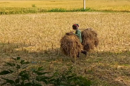 মদনে শুরু হয়েছে আগাম রোপা আমন ধান কাটা 
