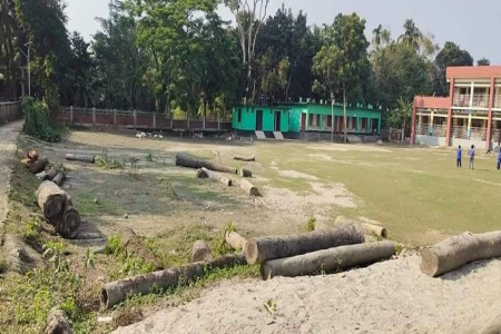 নগরকান্দায় স্কুলের মাঠে কাটা গাছের গুড়ি রাখায় খেলাধুলা ব্যাহত