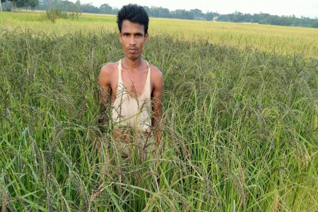 কদর বাড়ছে সাতকানিয়ায় কালোজিরা ধান চাষ