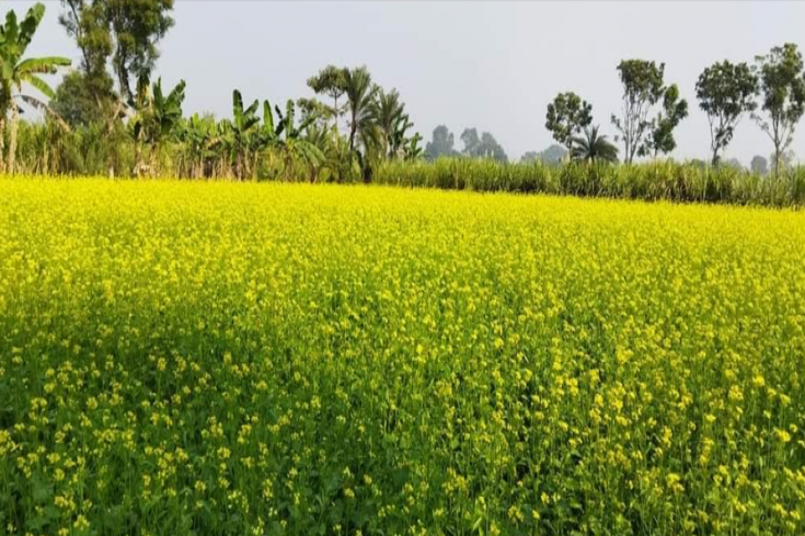 জীবননগরের মাঠভরা সরিষার হলুদ ফুলে দুলছে কৃষকের স্বপ্ন