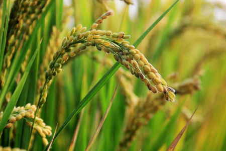 বোরোর উৎপাদন বাড়াতে ১৭০ কোটি টাকার প্রণোদনা