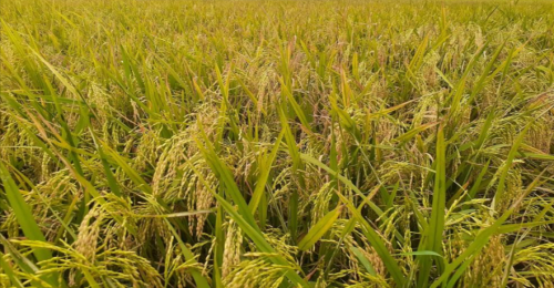 চুয়াডাঙ্গায় সরকারিভাবে ধান-চাল সংগ্রহ শূন্যের কোঠায় 