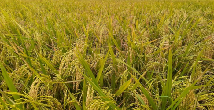 চুয়াডাঙ্গায় সরকারিভাবে ধান-চাল সংগ্রহ শূন্যের কোঠায় 