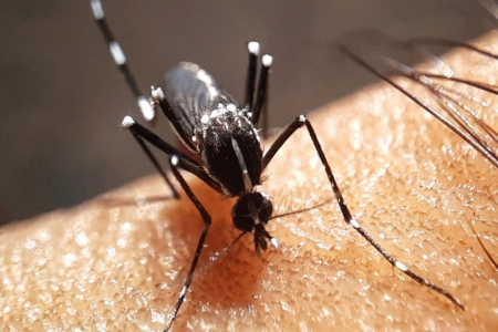 ডেঙ্গুতে আরও ৩ জনের মৃত্যু, হাসপাতালে ভর্তি ৬২