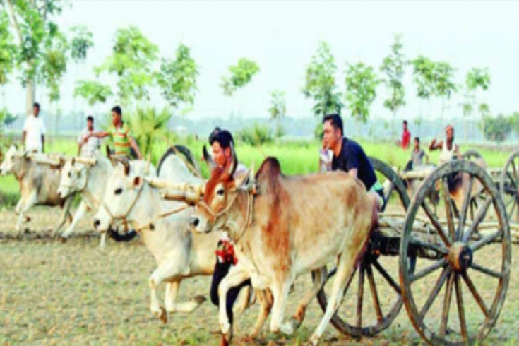 চুয়াডাঙ্গার জীবননগরে গরুর গাড়ির দৌড় দেখতে মানুষের ঢল