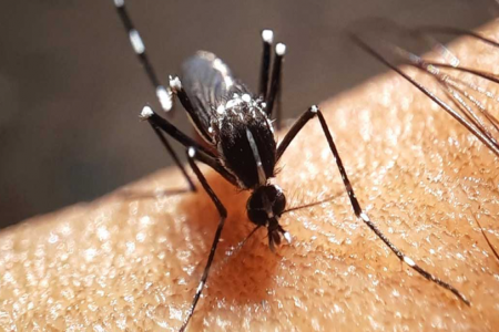 ডেঙ্গুতে আক্রান্ত হয়ে হাসপাতালে ৪৯ জন ভর্তি